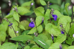 Rhynchoglossum obliquum